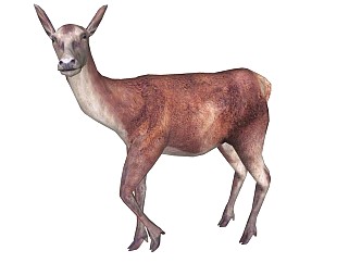 精品动物模型鹿(5)